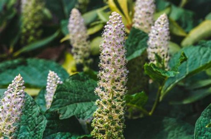 What does cimicifuga racemosa do?