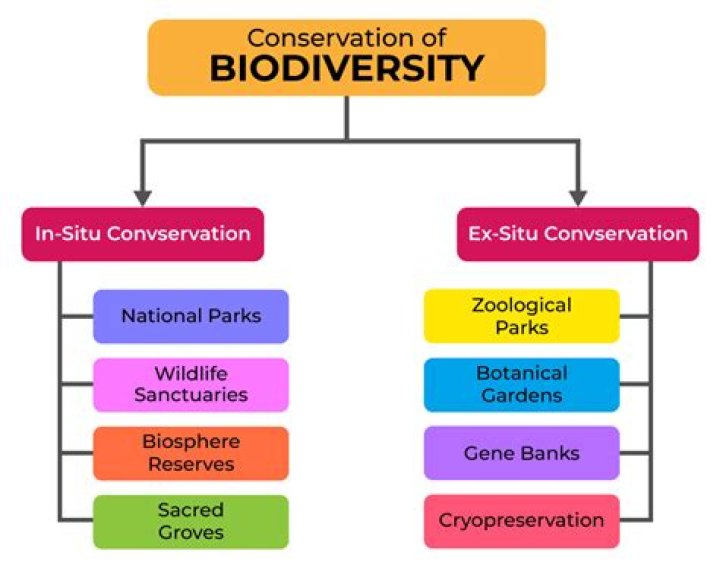 What does conservation do?