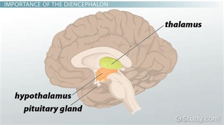 What does dicephalous mean?