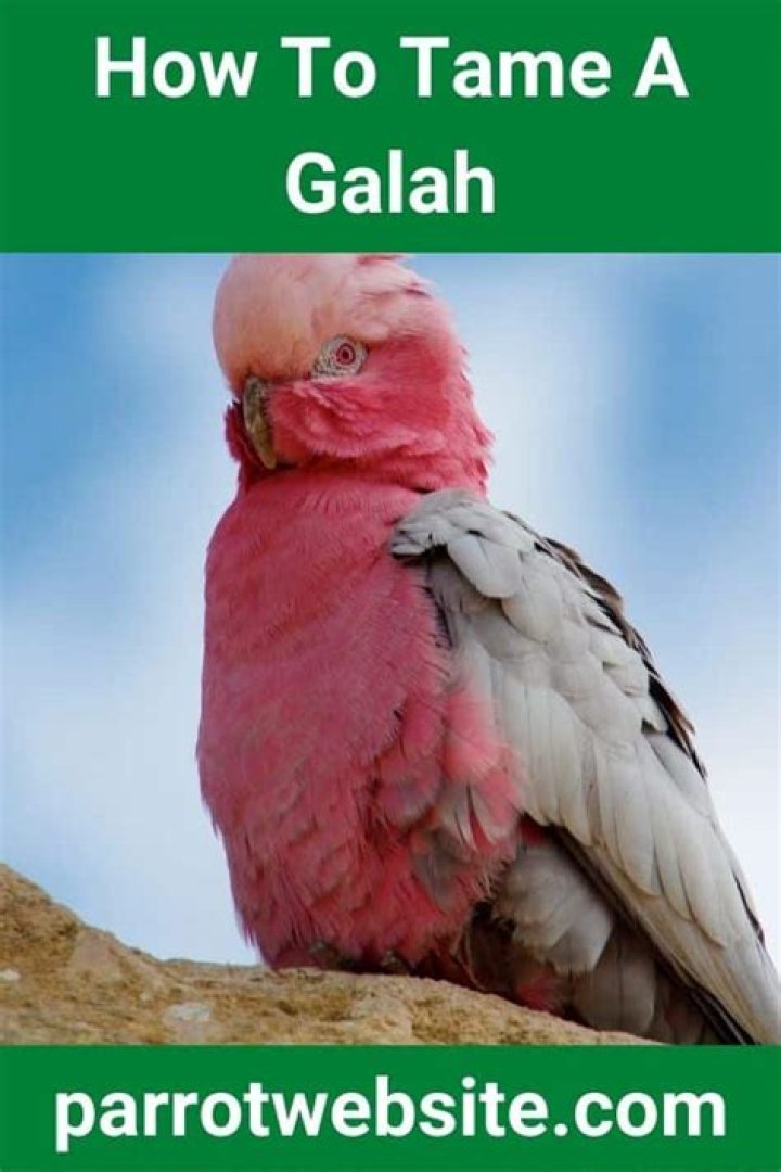 What does galah mean?