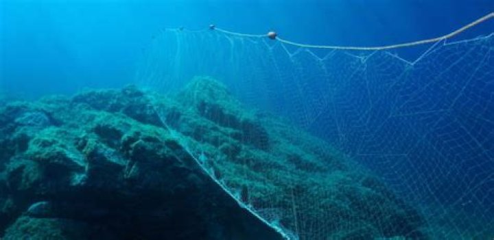 What does gillnetting mean?