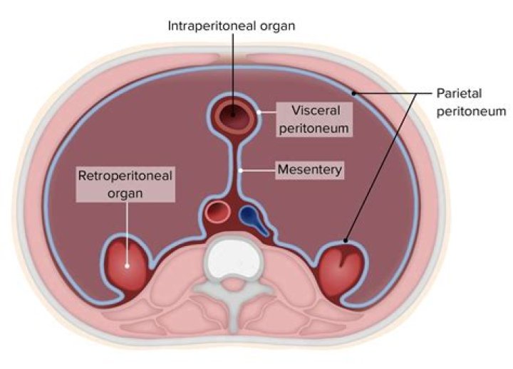 What does histophysiology meaning?