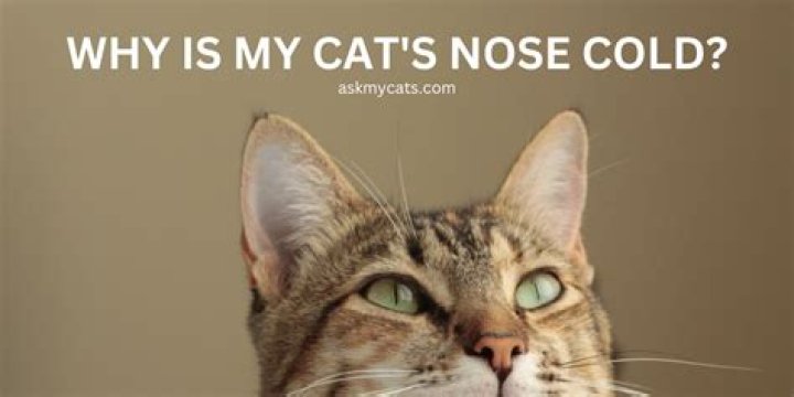 What does it mean when your cat has a cold nose?