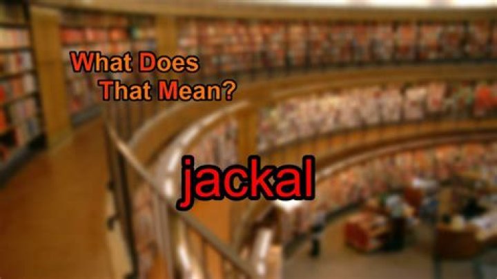 What does jackal mean?