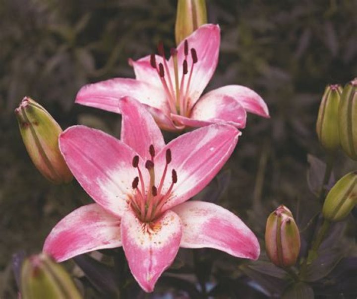 What does lilies symbolize?