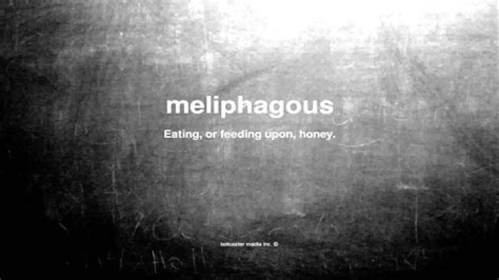 What does meliphagous mean?