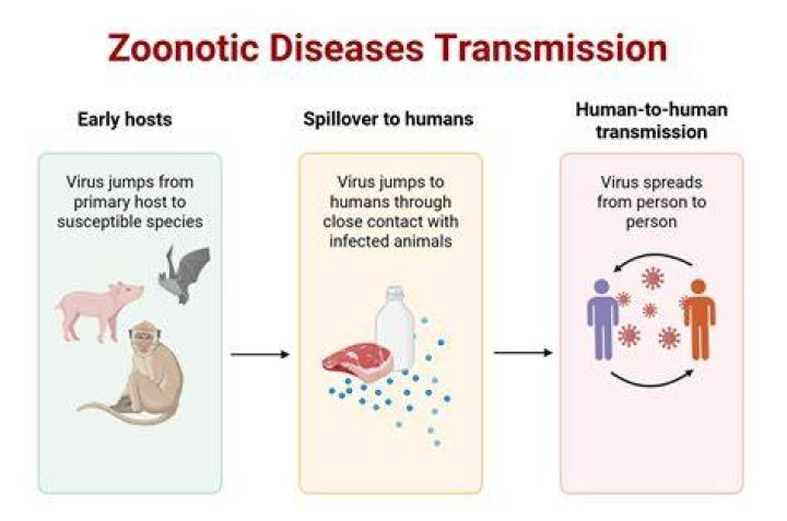 What does metazoonosis mean?