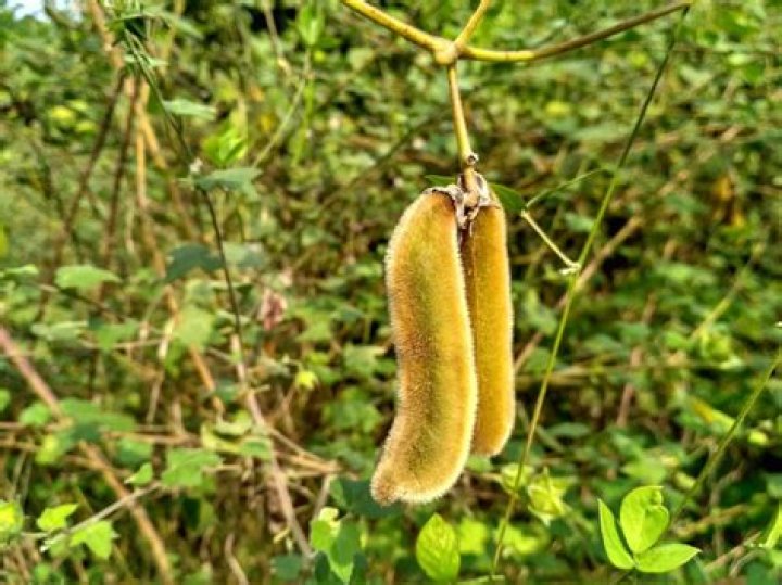 What does mucuna taste like?