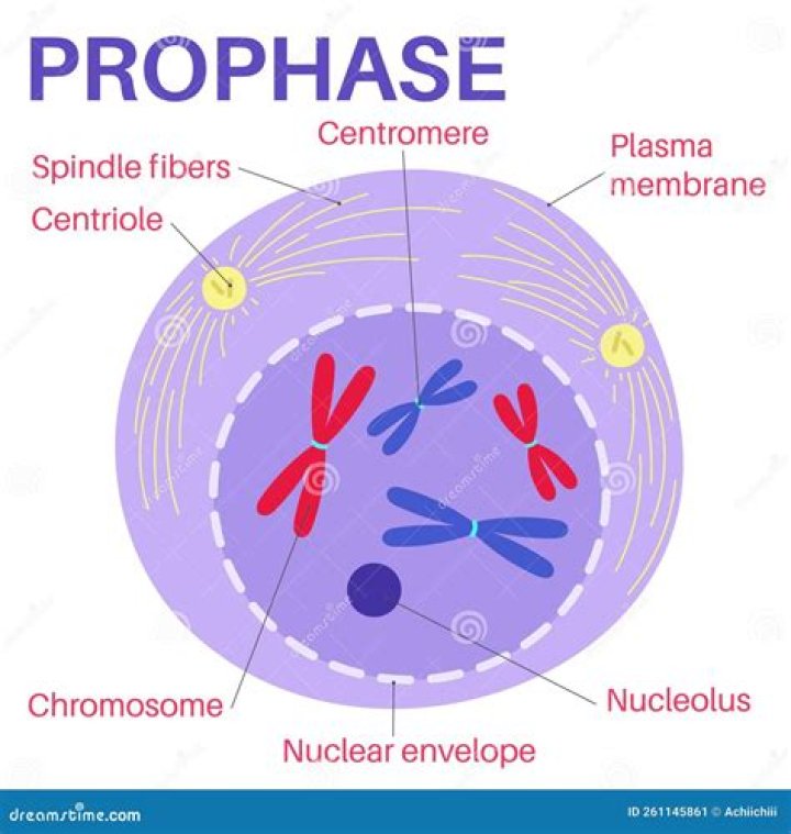 What does pachynema mean?