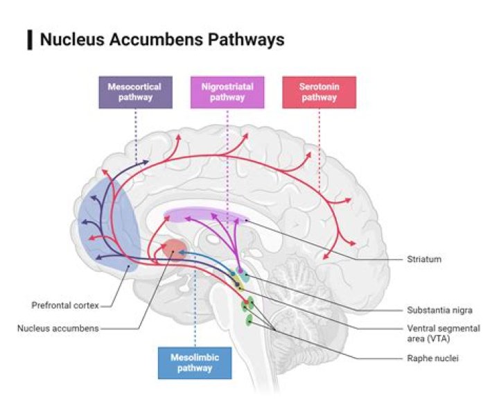What does paraventricular nucleus produce?