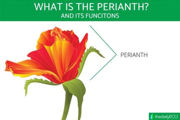 What does perianth mean in botany?