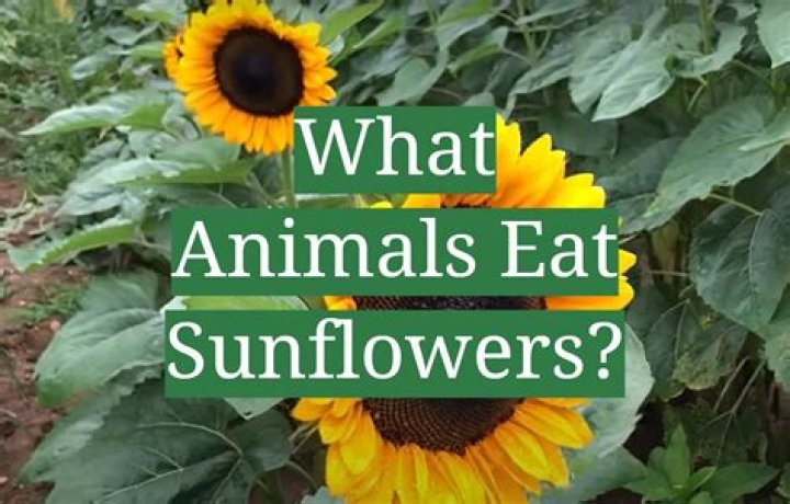 What does platannas eat?