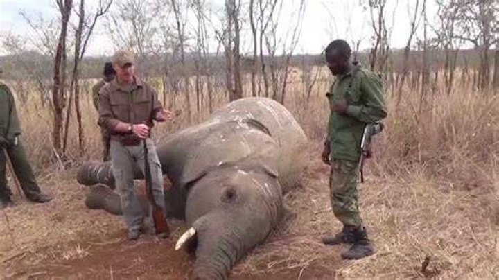 What does poaching mean?