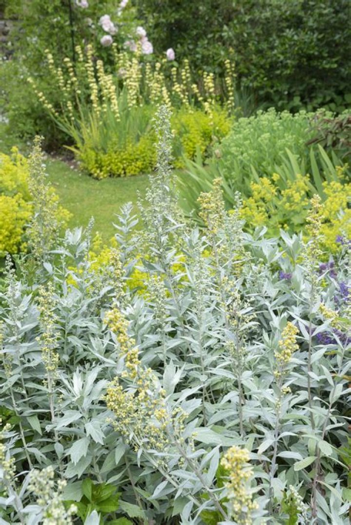 What does Silver Leaf look like?