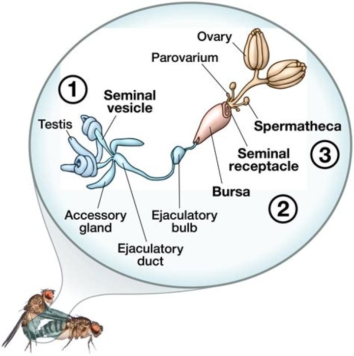 What does spermatheca do?