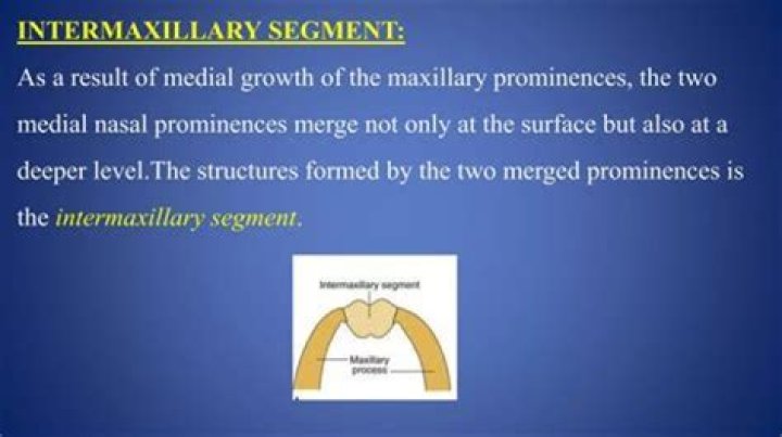 What does the intermaxillary segment form?
