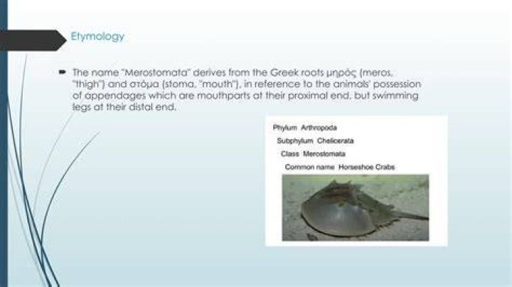 What does the name merostomata mean?