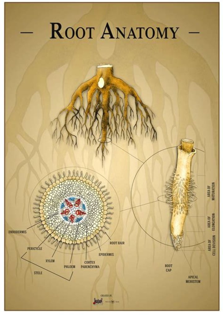 What does the root geronto mean?