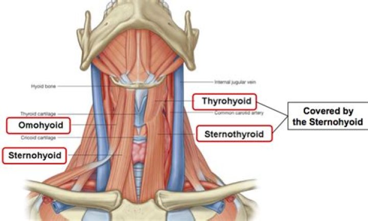 What does the sternohyoideus do?