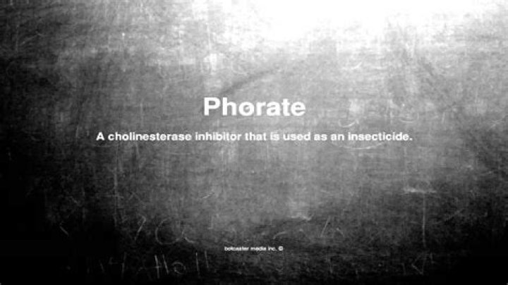 What does the word phorate mean?