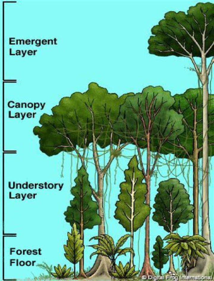What does understory mean?