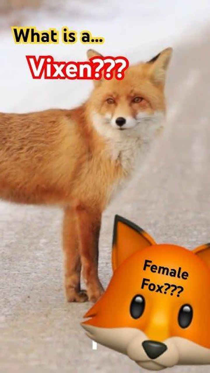 What does vixen mean?