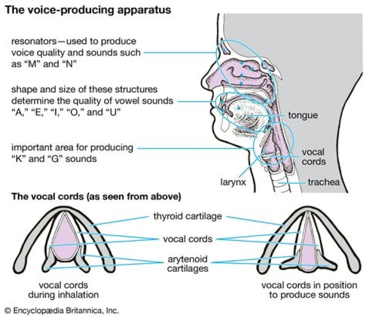 What does vocalization mean?