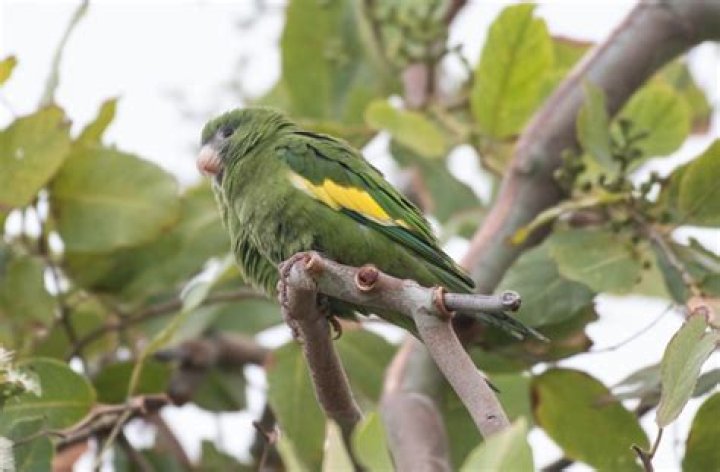 What does white winged parakeet eat?