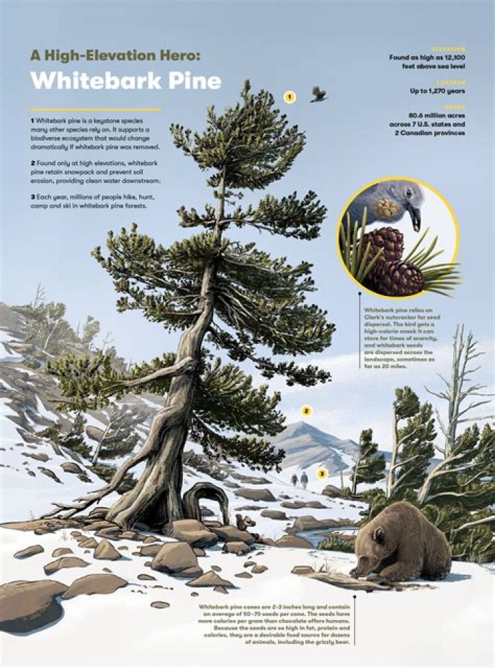 What eats whitebark pine?