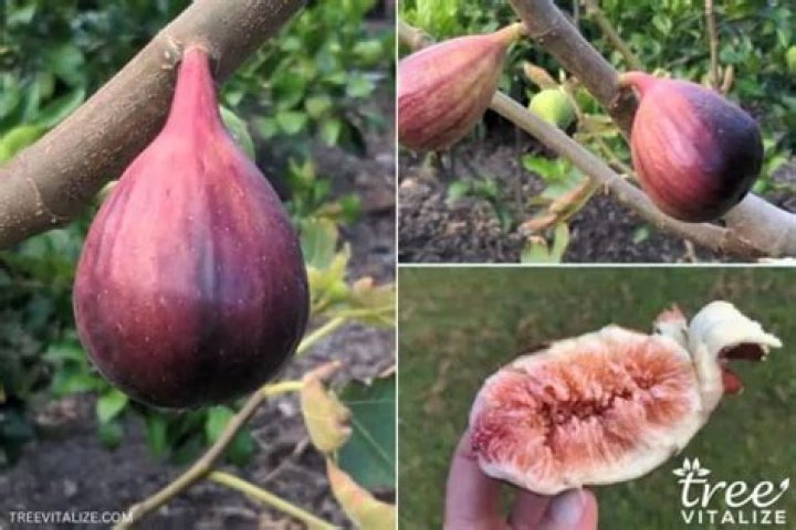 What fig tree is best?