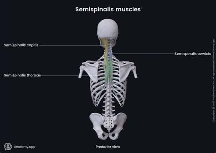 What innervates semispinalis thoracis?