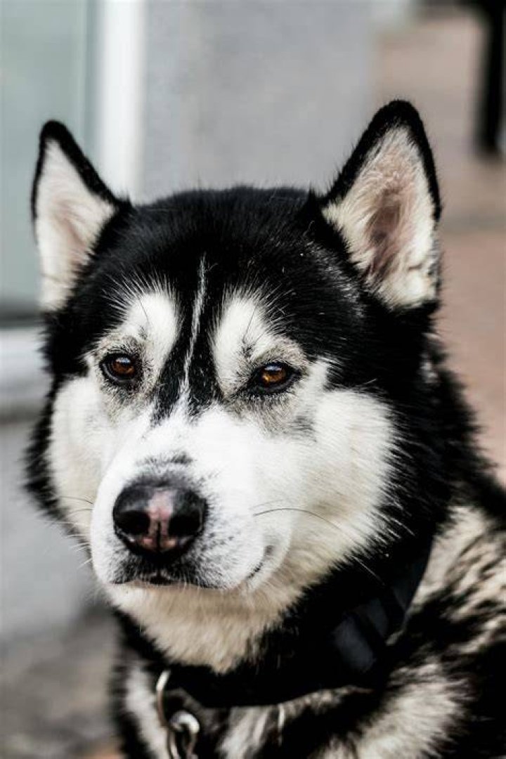 What is a mesocephalic dog?