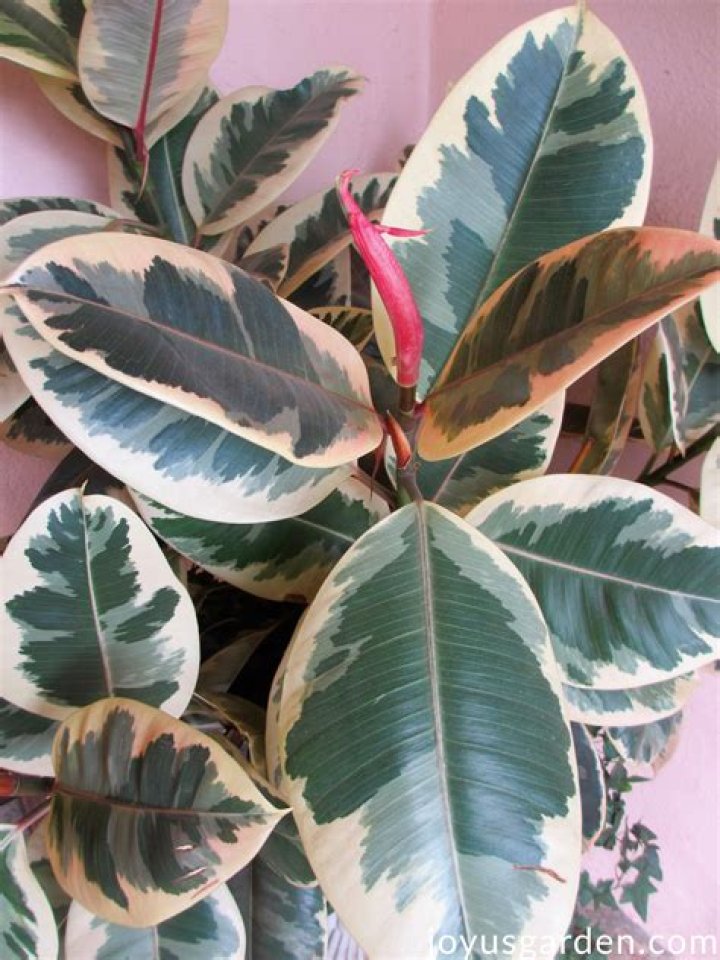 What is a rubber tree?