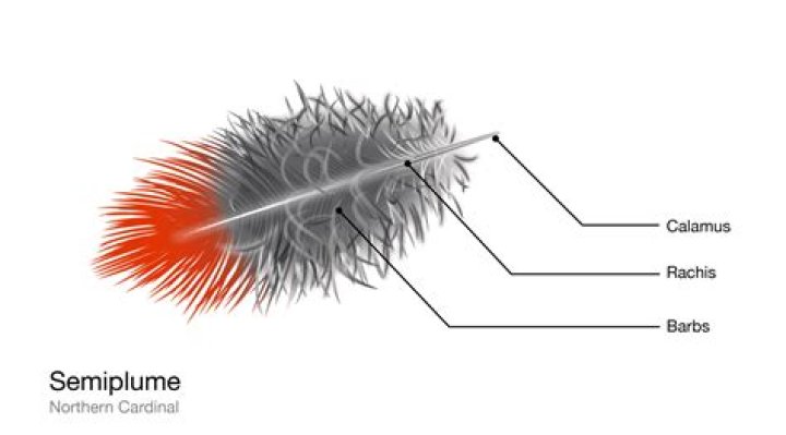 What is a semiplume feather?