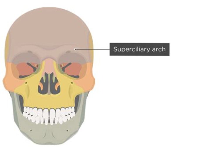 What is a superciliary arch?