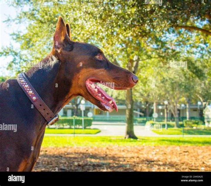 What is a warlock doberman?