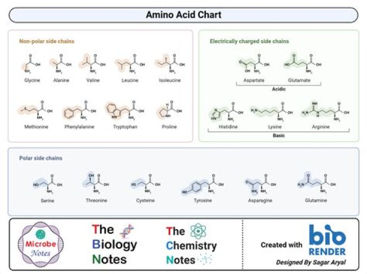 What is amino acid with example?