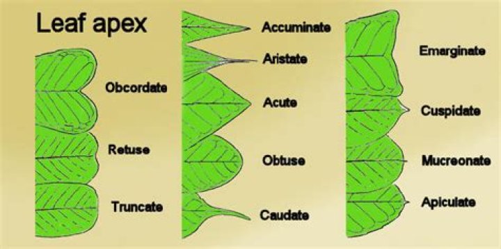 What is an apiculate leaf?