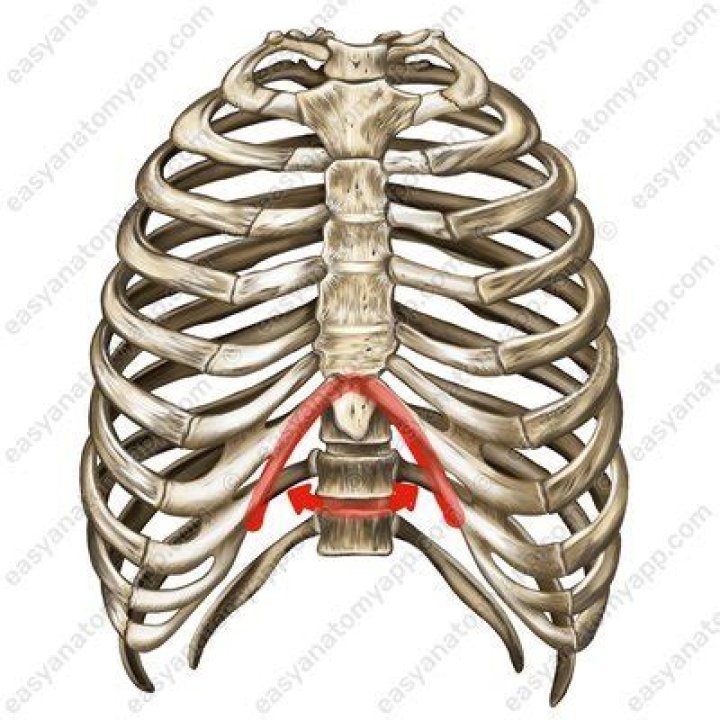 What is angulus infrasternalis?