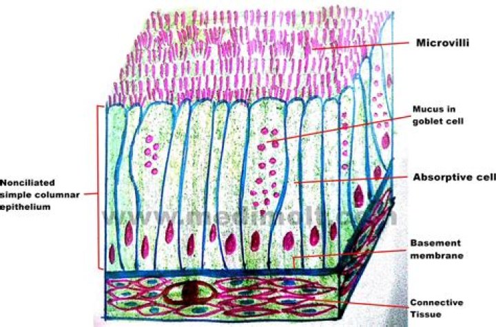 What is columnar epithelial cells?