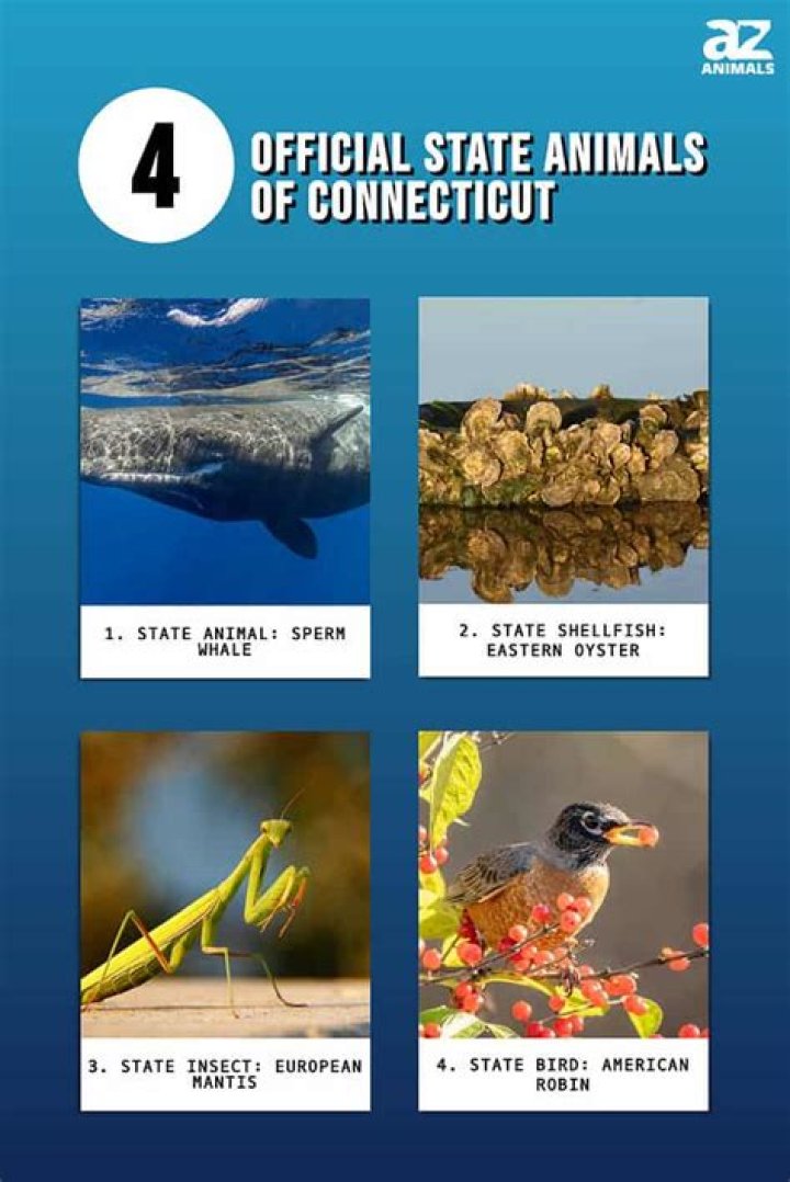 What is Connecticut's state shellfish?