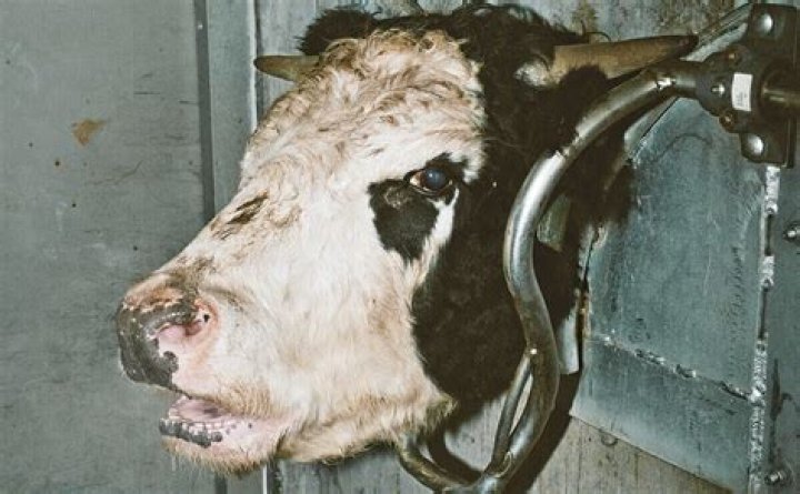 What is considered humane slaughter?