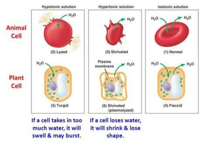 What is crenated cell?