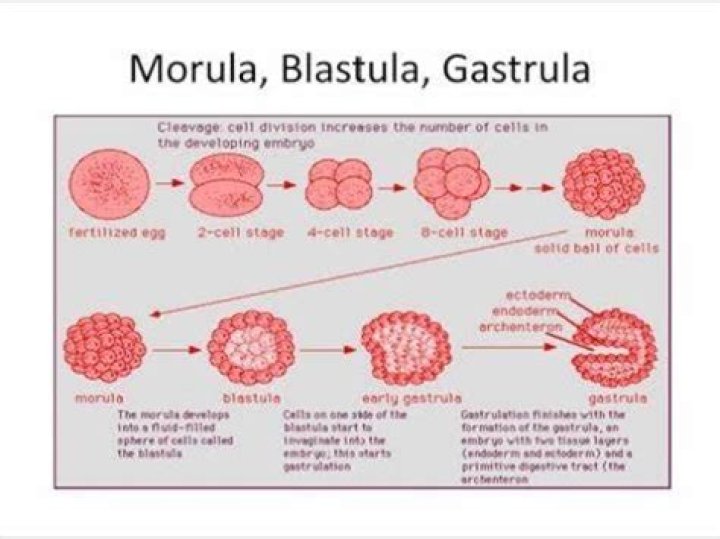 What is difference between blastomere and morula?