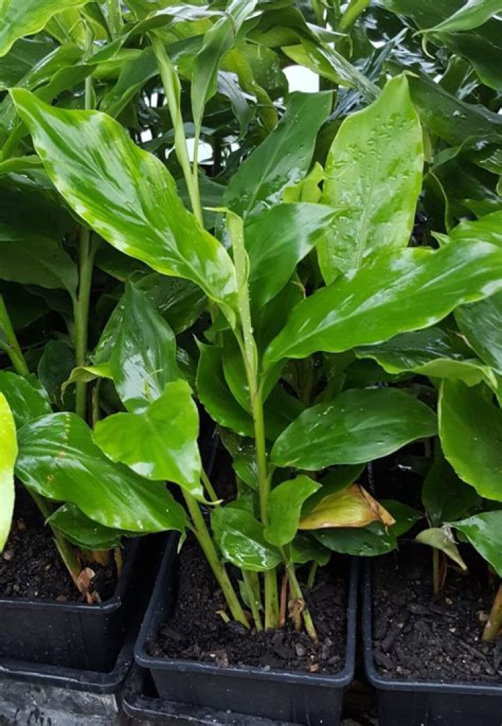 What is false cardamom?