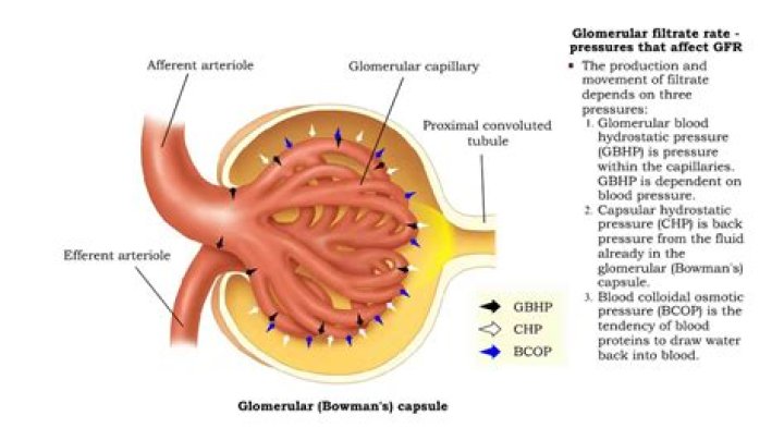 What is glomerular hydrostatic pressure?