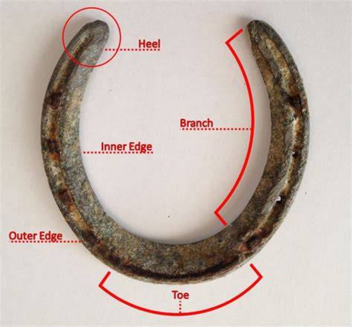 What is horseshoe shape?