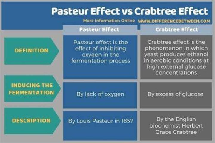 What is meant by Pasteur effect?