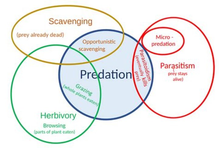 What is meant by predatism?