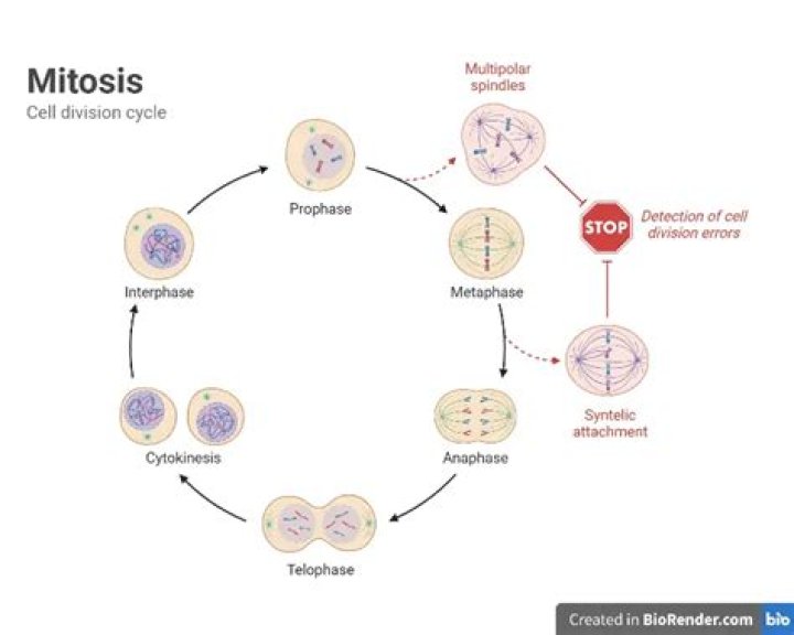What is mitosis definition?